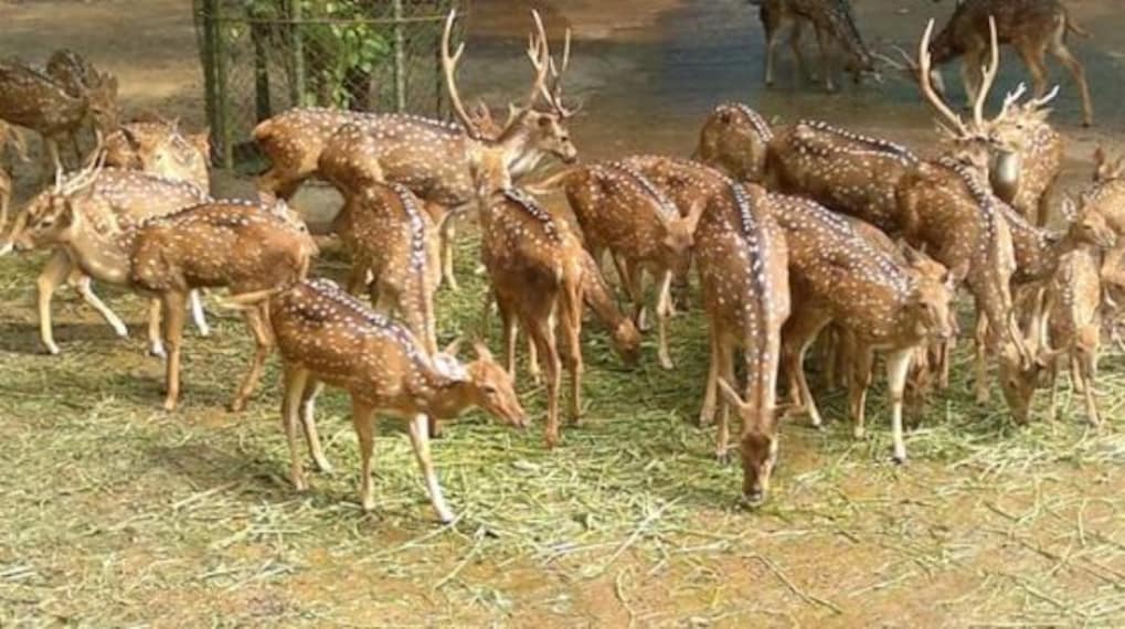 Trivandrum zoo-3